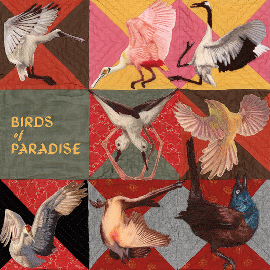 the album cover for Thomas Dollbaum - Birds Of Paradise